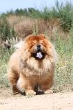 CHOW CHOW 176